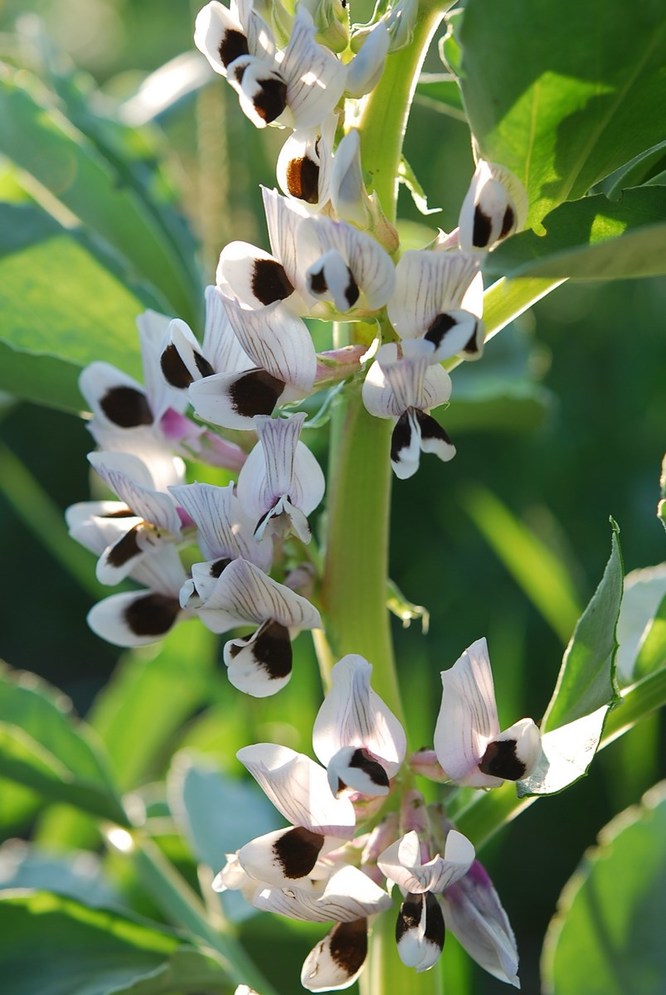 Roquette produces new plant-based proteins from peas and fava beans